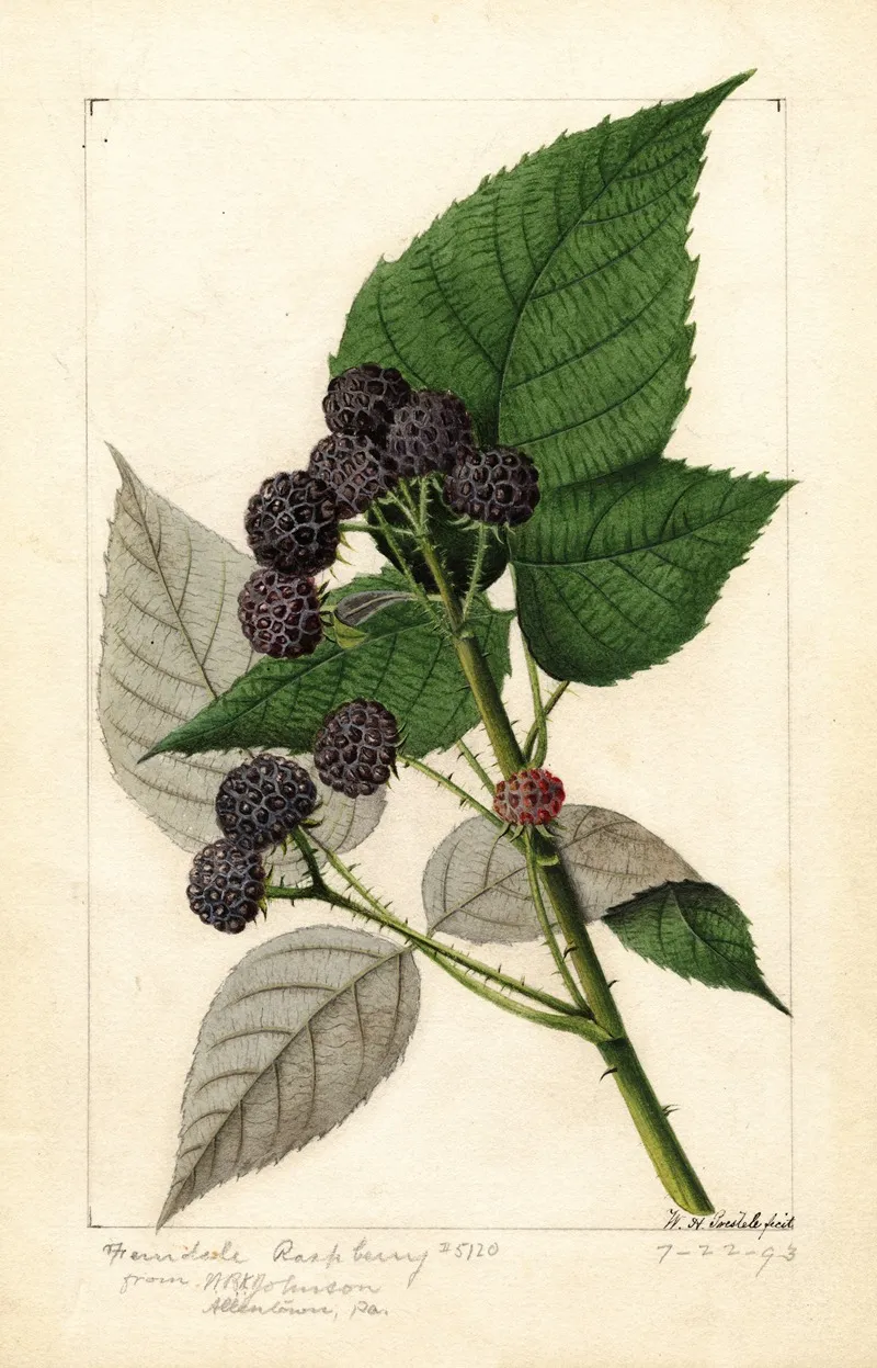 Rubus Ferndale Wall Art by William Henry Prestele - High-Resolution Digital Print