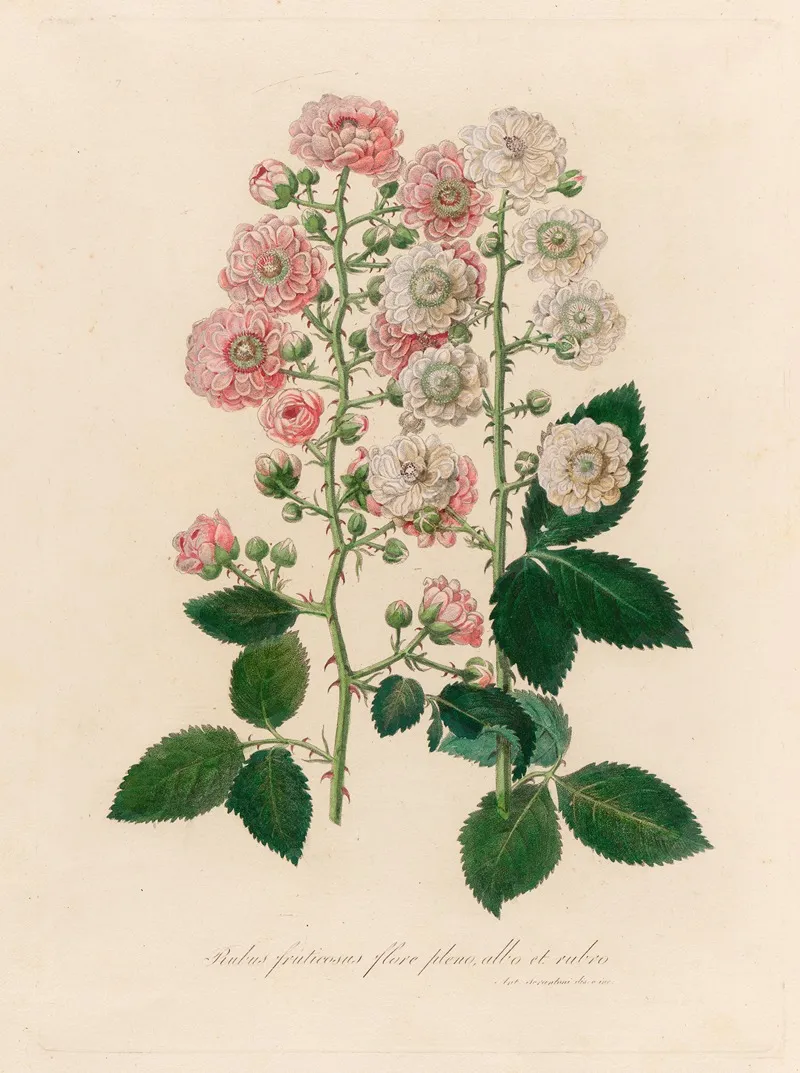 Rubus Fruticosus Flore Pleno Albo Et Rubro Wall Art by Gaetano Savi - High-Resolution Digital Print