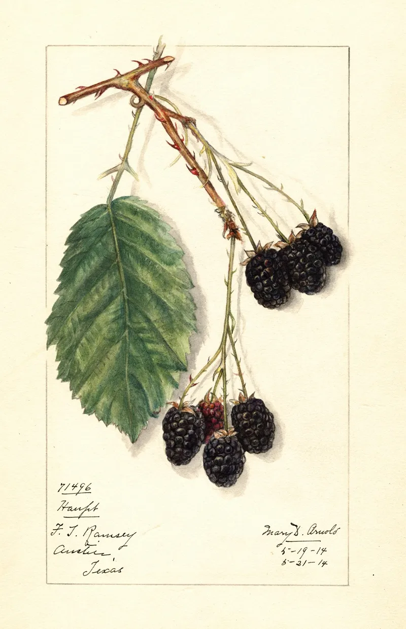 Rubus Haupt Wall Art by Mary Daisy Arnold - High-Resolution Digital Print
