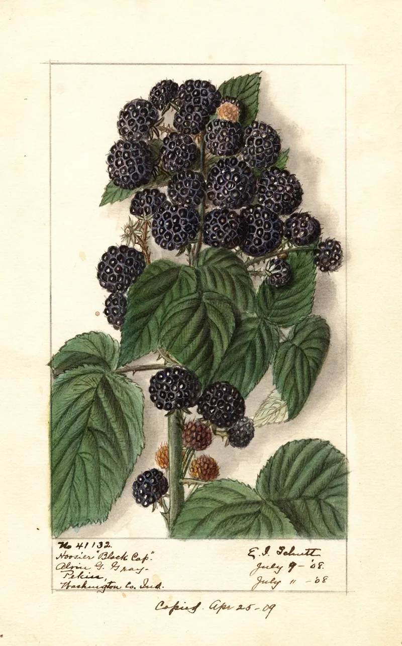 Rubus Hoosier Black Cap Wall Art by Ellen Isham Schutt - High-Resolution Digital Print