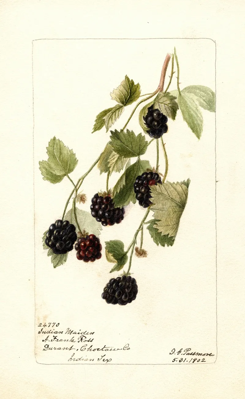 Rubus Indian Maiden Wall Art by Deborah Griscom Passmore - High-Resolution Digital Print