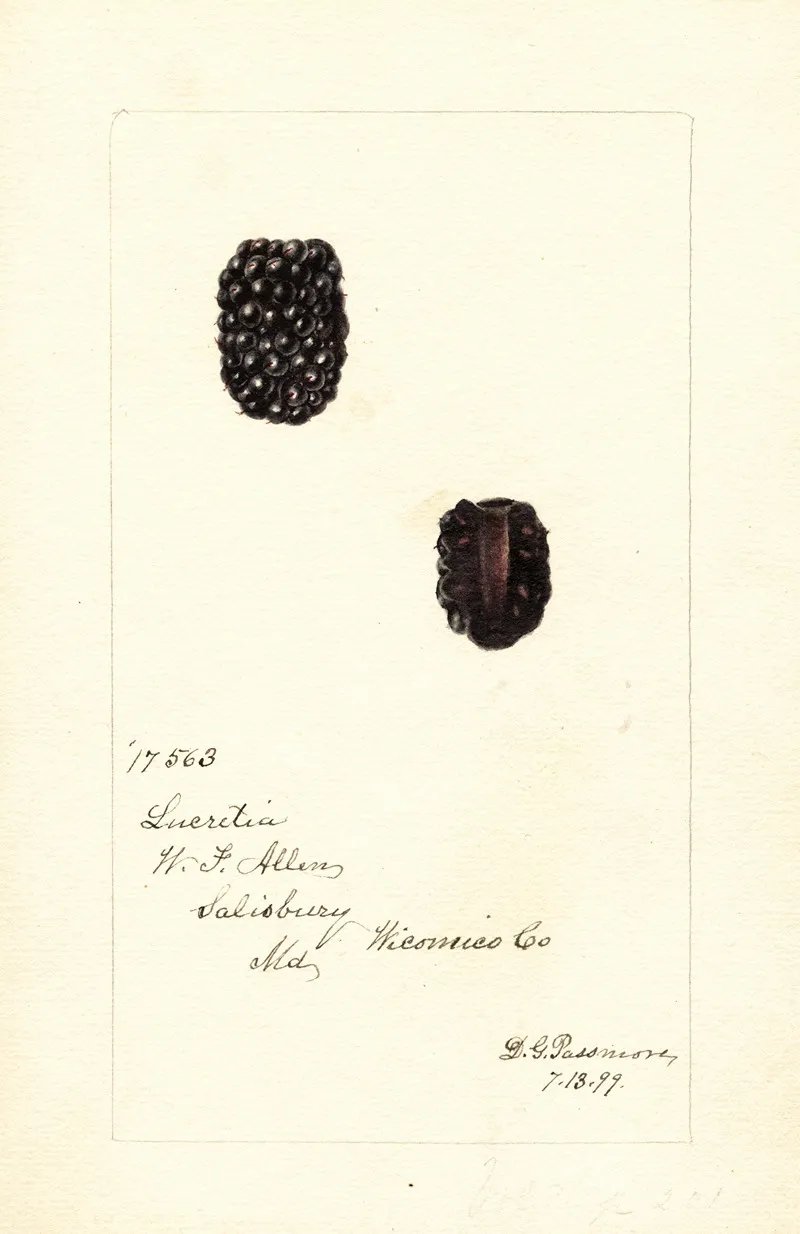 Rubus Lucretia Wall Art by Deborah Griscom Passmore - High-Resolution Digital Print