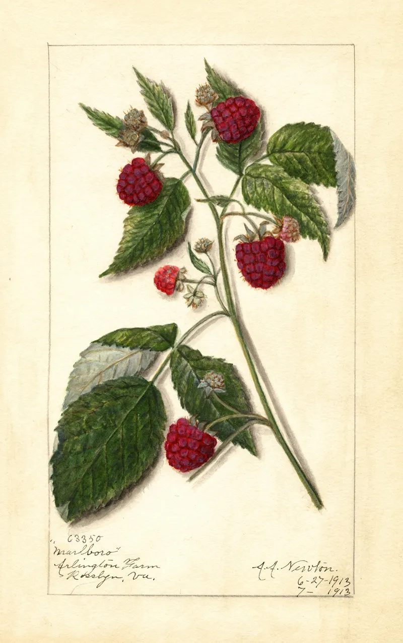 Rubus Marlboro Wall Art by Amanda Almira Newton - High-Resolution Digital Print