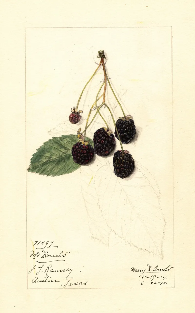 Rubus Mcdonald Wall Art by Mary Daisy Arnold - High-Resolution Digital Print
