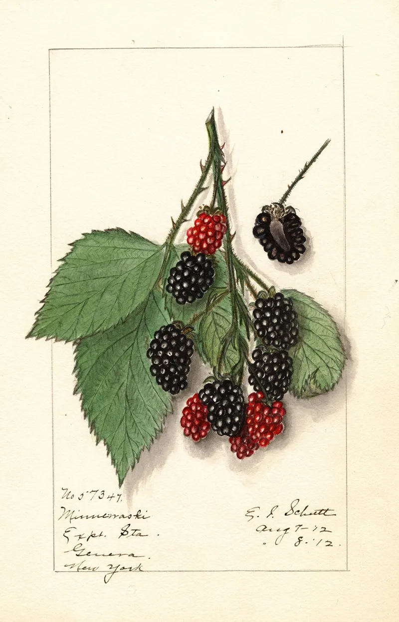 Rubus Minnervaski Wall Art by Ellen Isham Schutt - High-Resolution Digital Print