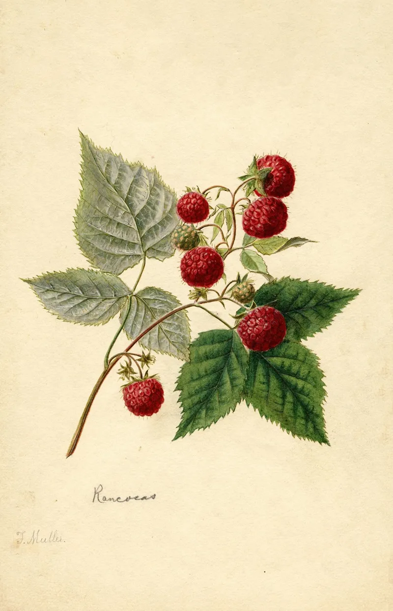 Rubus Rancocas Wall Art by Frank Muller - High-Resolution Digital Print