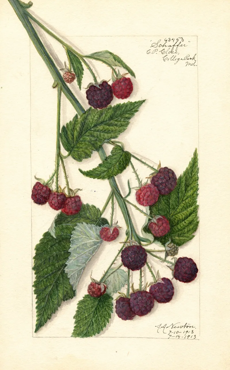 Rubus Schaffer Wall Art by Amanda Almira Newton - High-Resolution Digital Print