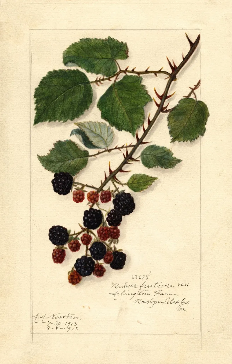 Rubus Wall Art by Amanda Almira Newton - High-Resolution Digital Print