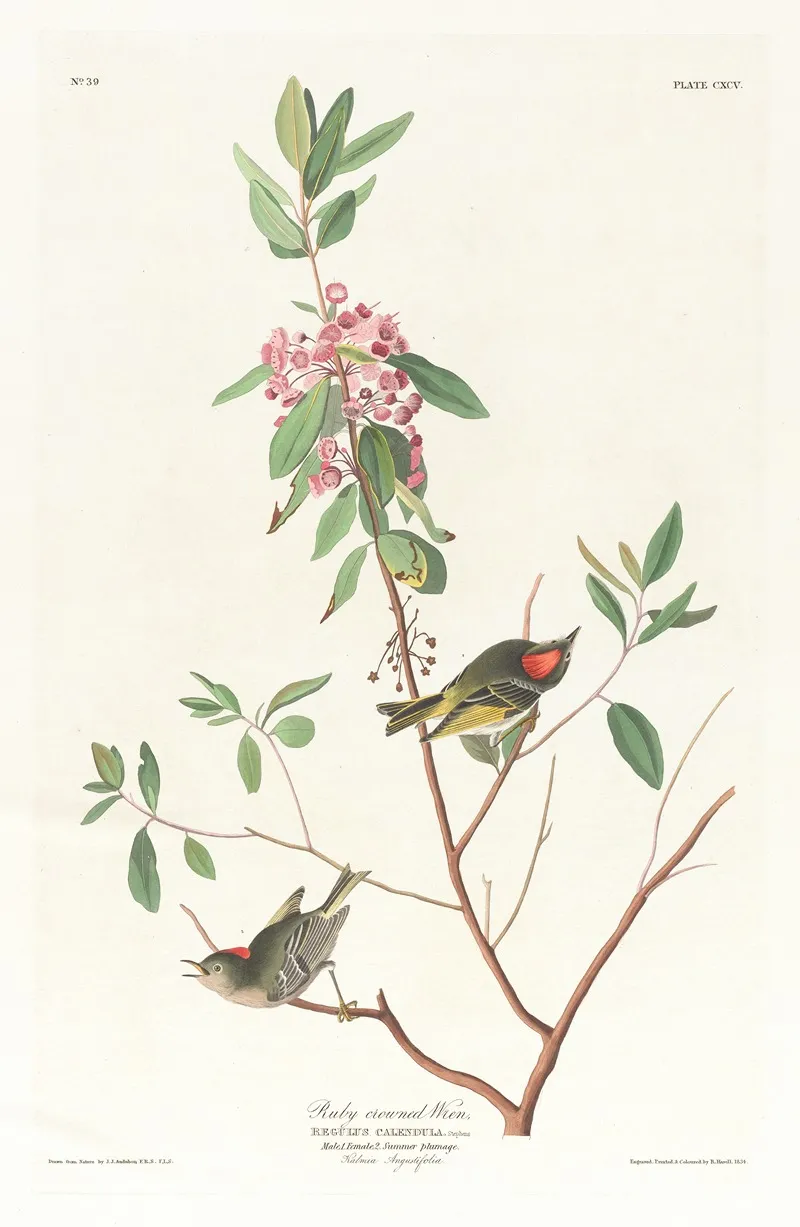 Ruby Crowned Wren Wall Art by John James Audubon - High-Resolution Digital Print