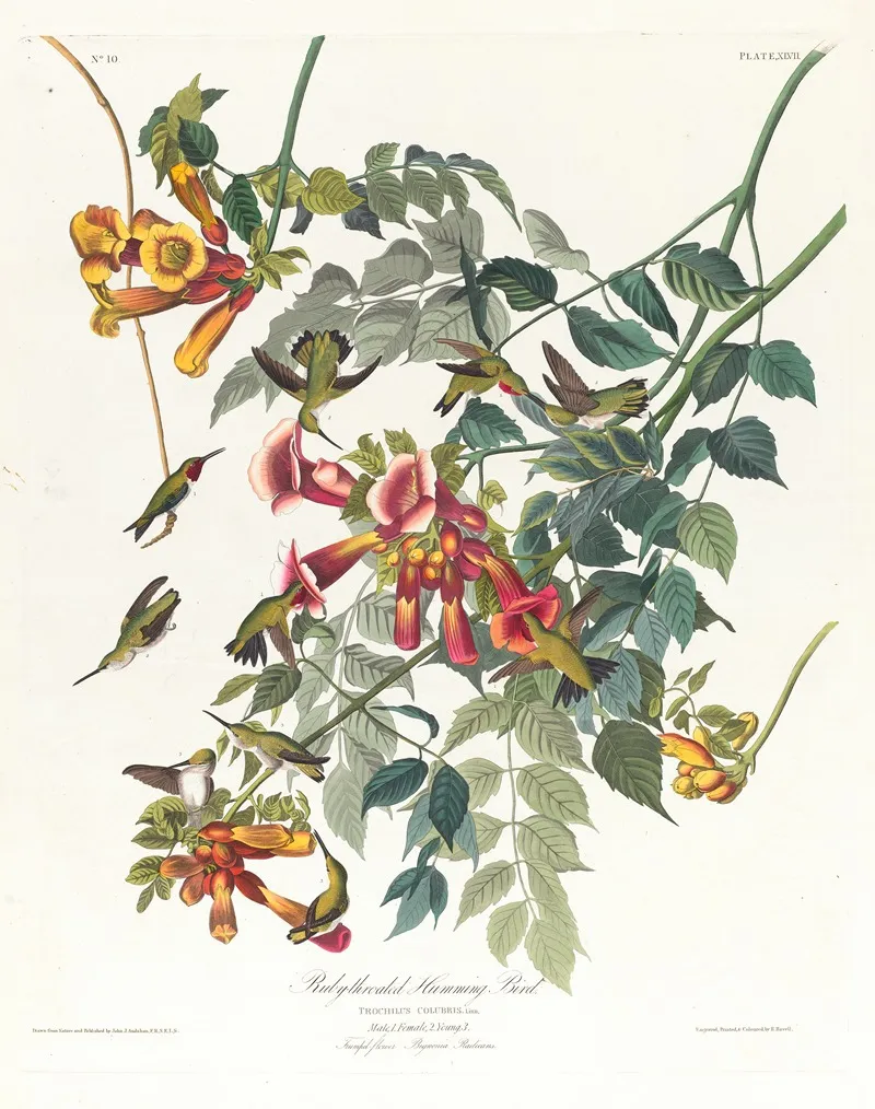 Ruby Throated Humming Bird 2 Wall Art by John James Audubon - High-Resolution Digital Print