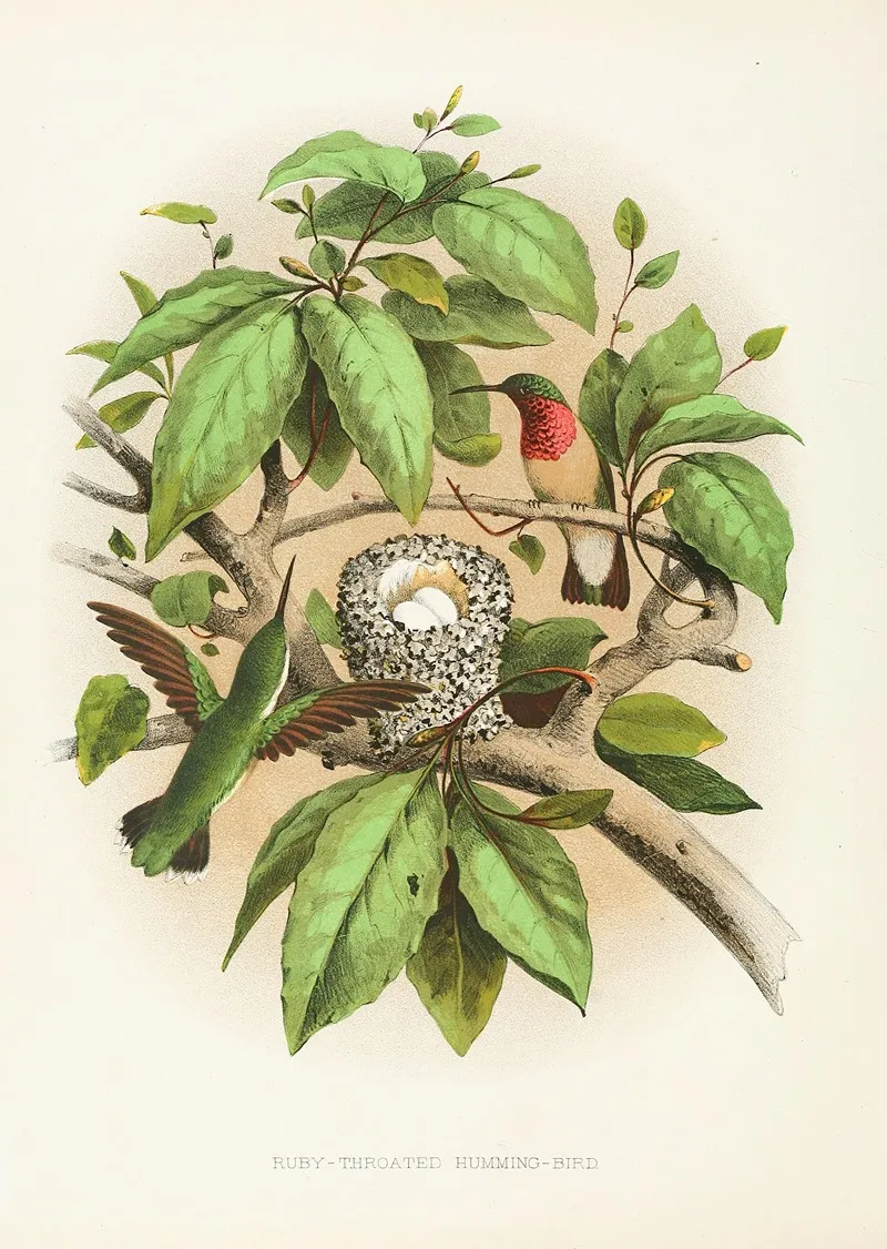 Ruby Throated Humming Bird Wall Art by Edwin L. Sheppard - High-Resolution Digital Print