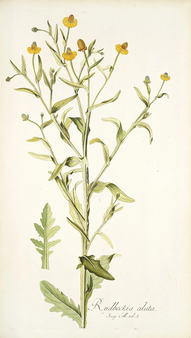 Rudbeckia Alata Wall Art by Nikolaus Joseph Freiherr von Jacquin - High-Resolution Digital Print