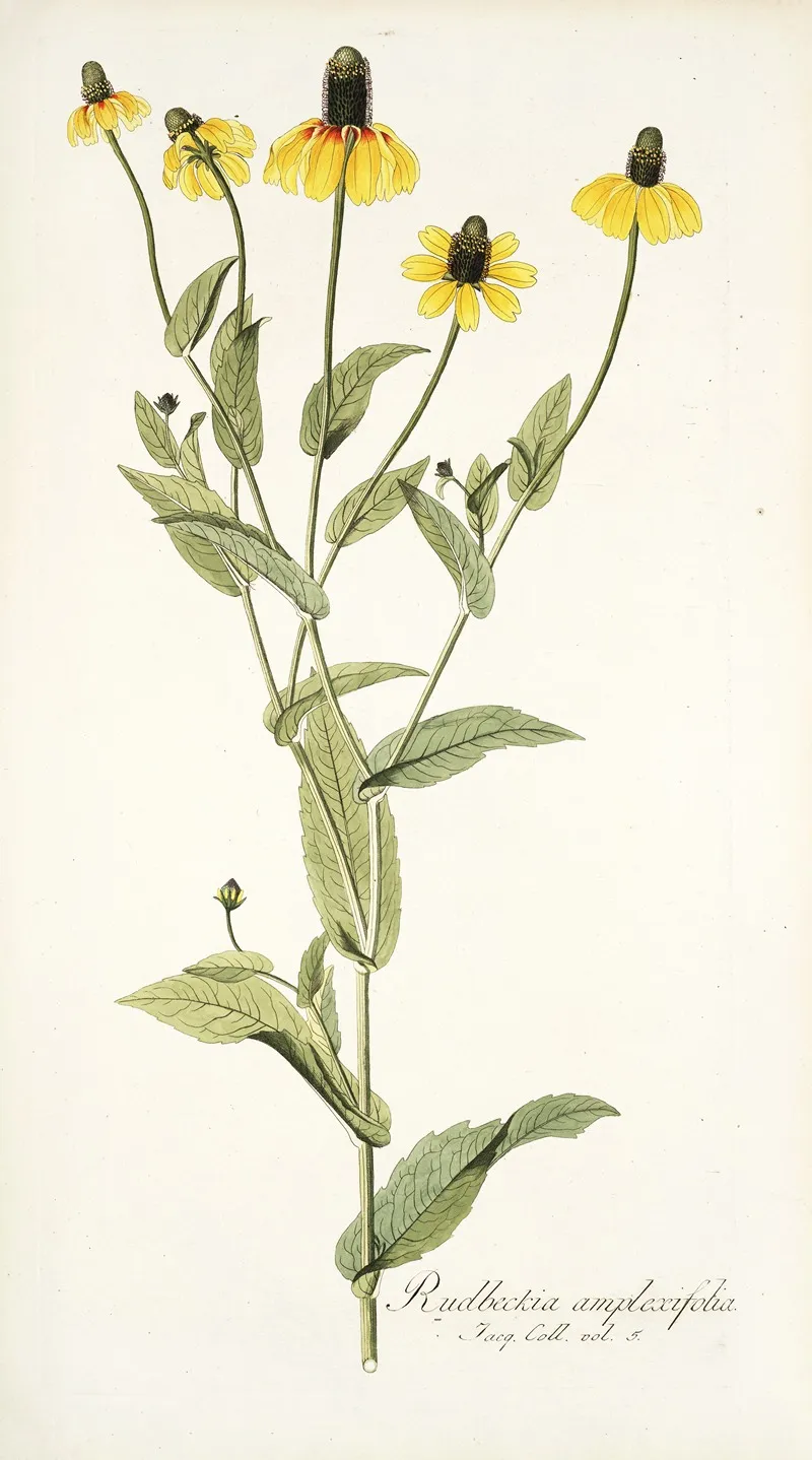 Rudbeckia Amplexifolia Wall Art by Nikolaus Joseph Freiherr von Jacquin - High-Resolution Digital Print