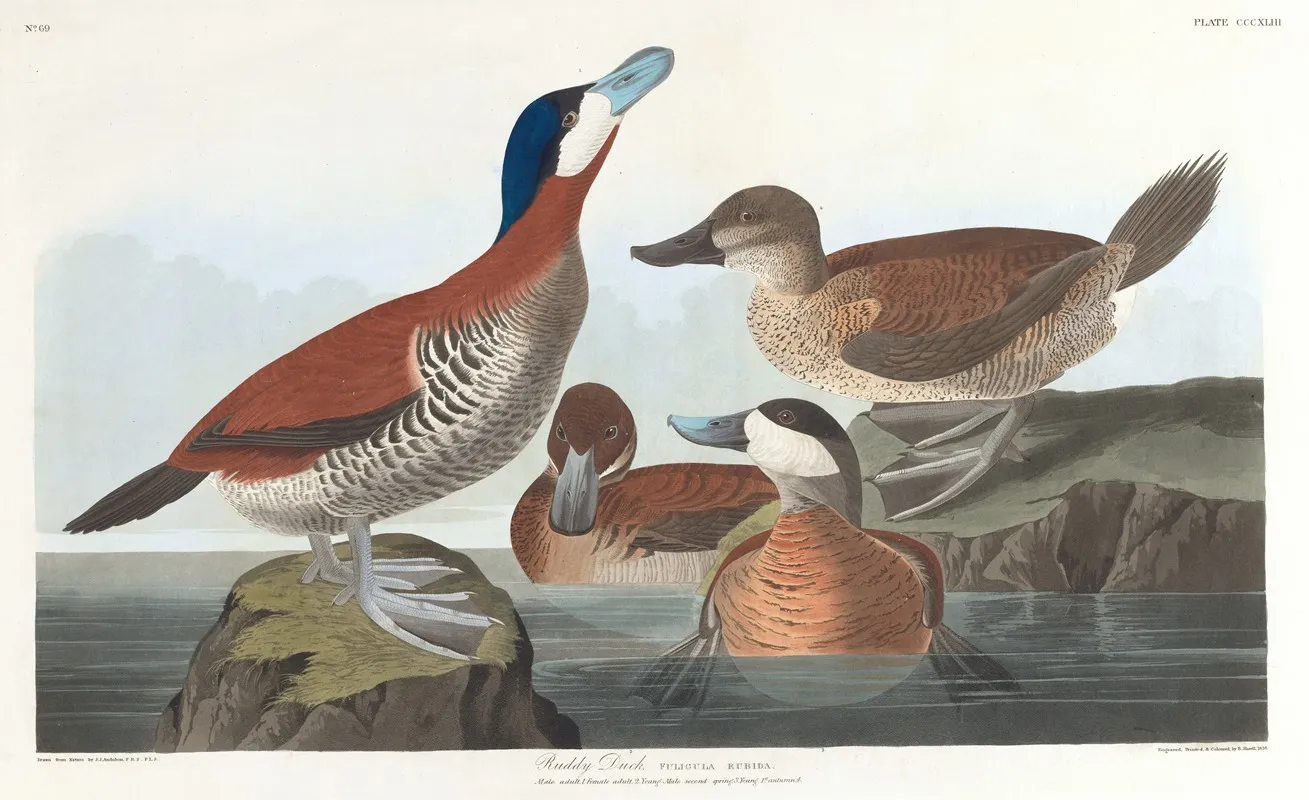 Ruddy Duck Wall Art by John James Audubon - High-Resolution Digital Print