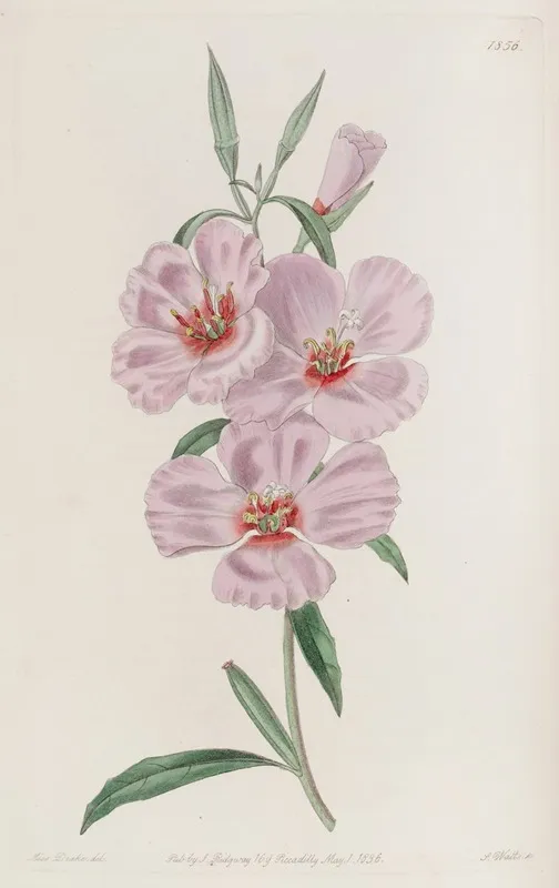 Ruddy Godetia Wall Art by Sydenham Edwards - High-Resolution Digital Print