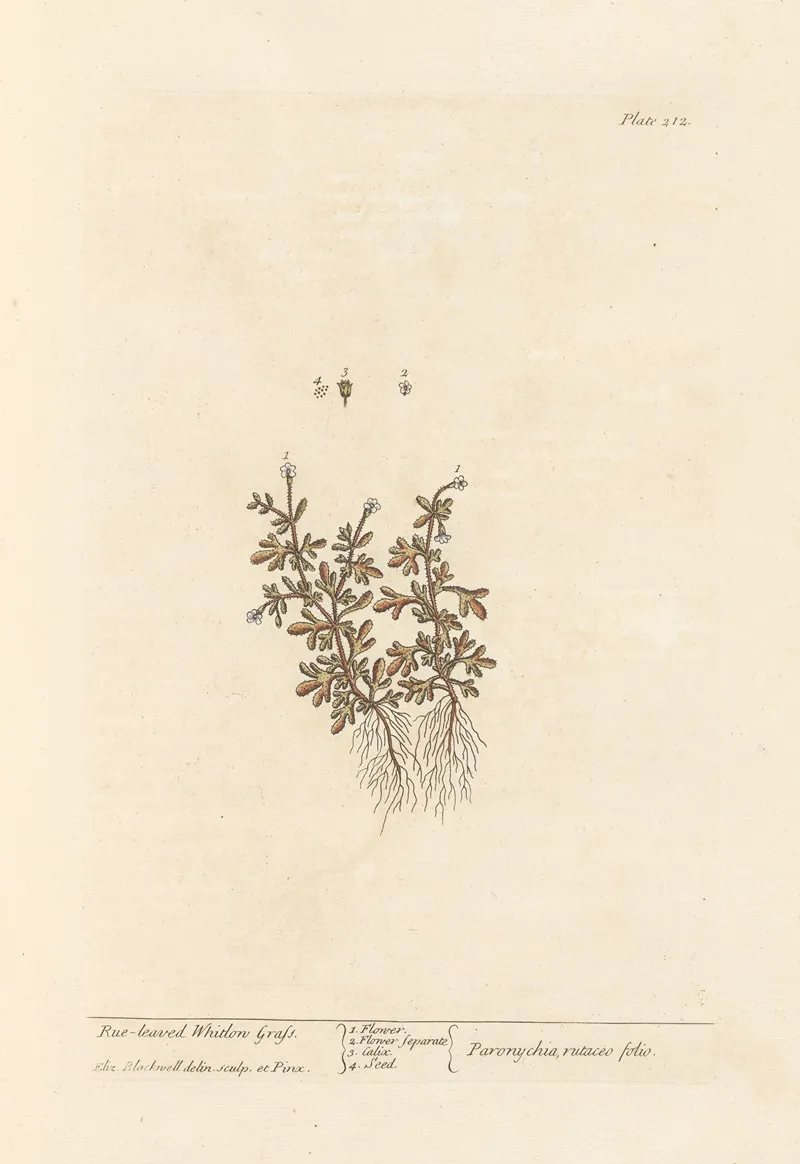 Rue Leaved Whitlon Grass Wall Art by Elizabeth Blackwell - High-Resolution Digital Print