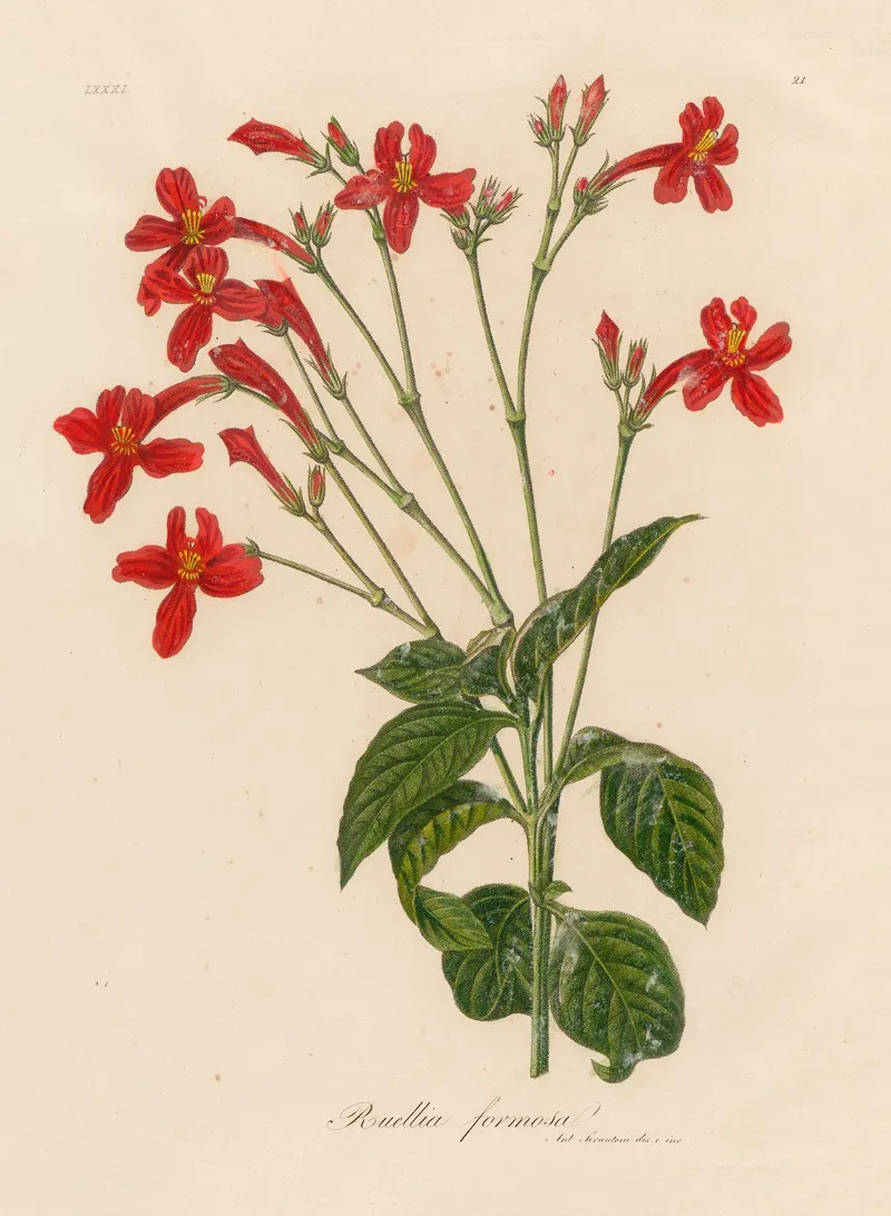 Ruellia Formosa Wall Art by Gaetano Savi - High-Resolution Digital Print