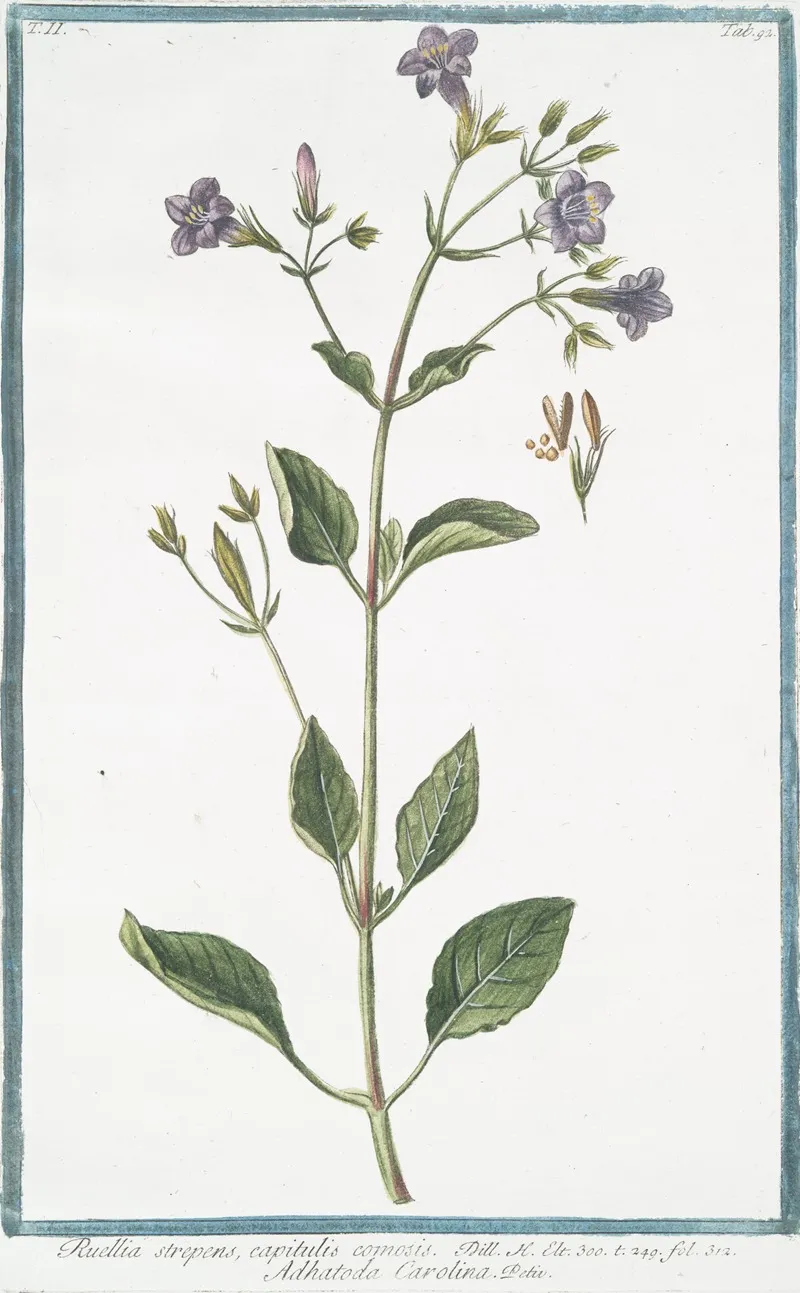 Ruellia Strepens Capitulis Comosis Adhatoda Carolina Wild Petunia
