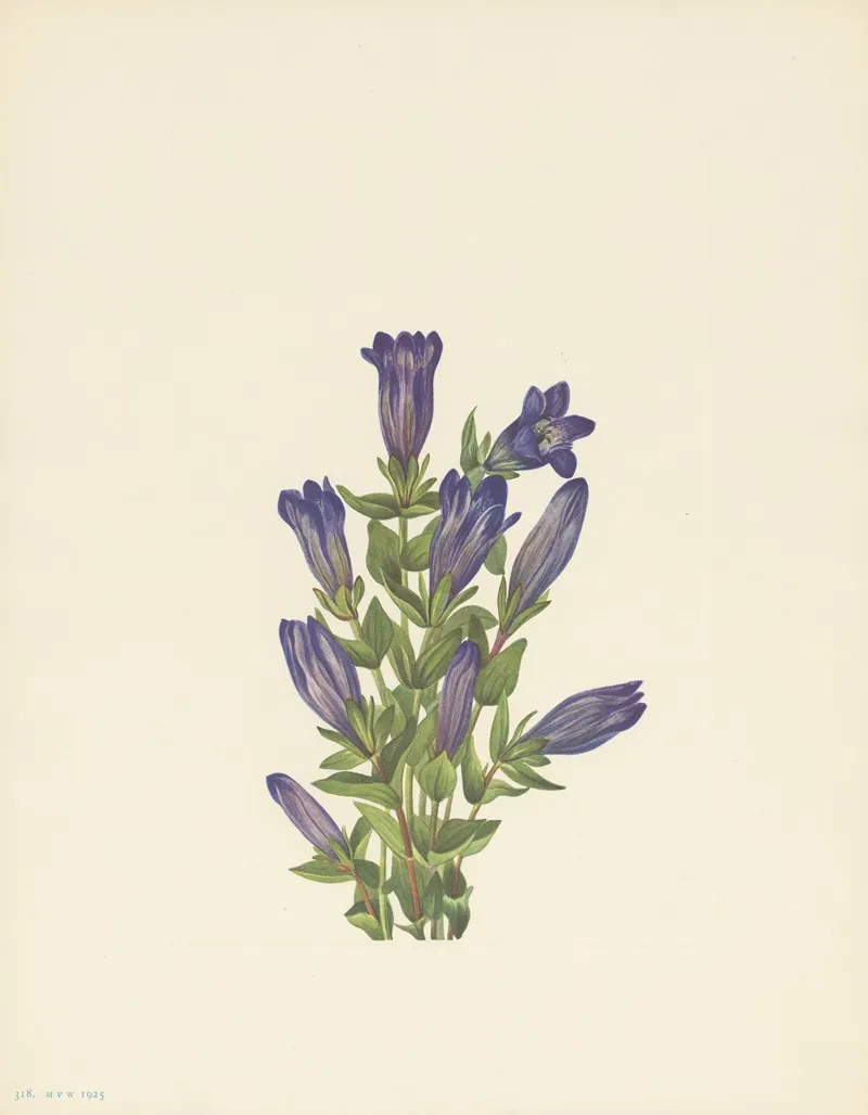 Ruff Gentian Gentiana Calycosa 2