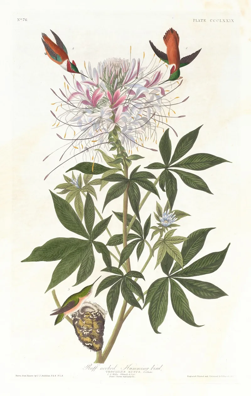 Ruff Necked Humming Bird Wall Art by John James Audubon - High-Resolution Digital Print