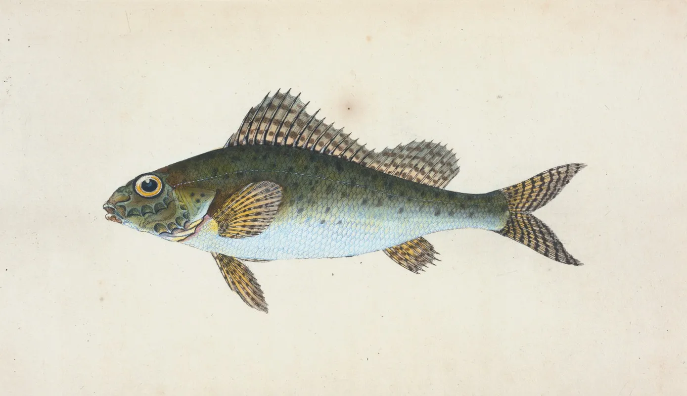 Ruffe Perca Cernua Wall Art by Edward Donovan - High-Resolution Digital Print