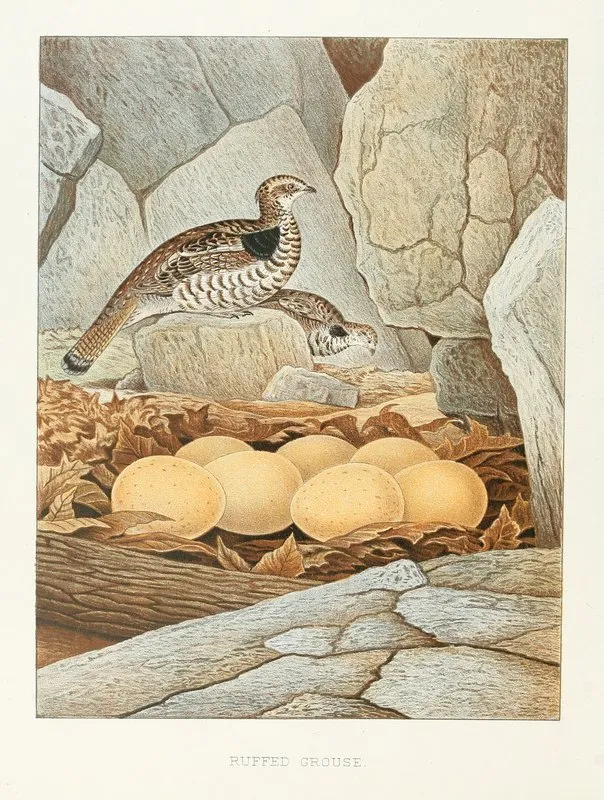 Ruffed Grouse 2 Wall Art by Edwin L. Sheppard - High-Resolution Digital Print