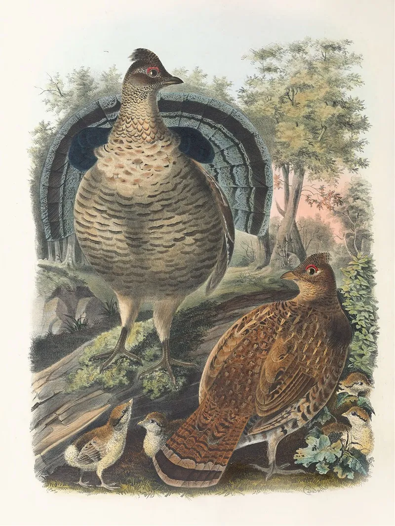 Ruffed Grouse Wall Art by Daniel Giraud Elliot - High-Resolution Digital Print