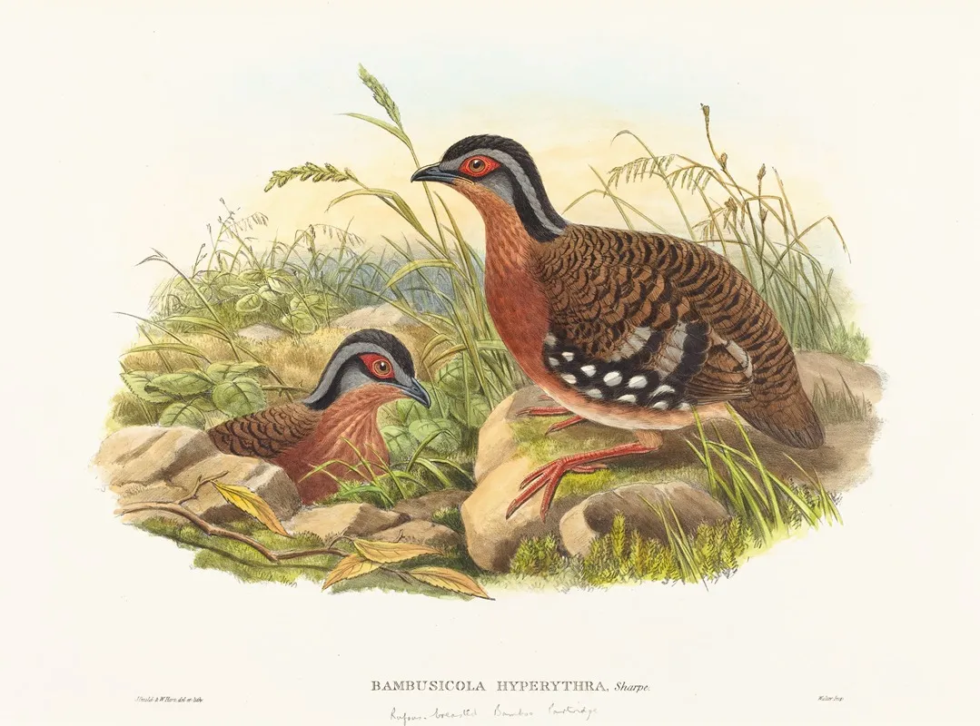 Rufous Breasted Bamboo Partridge Bambusicola Hyperythra Wall Art by John Gould - High-Resolution Digital Print