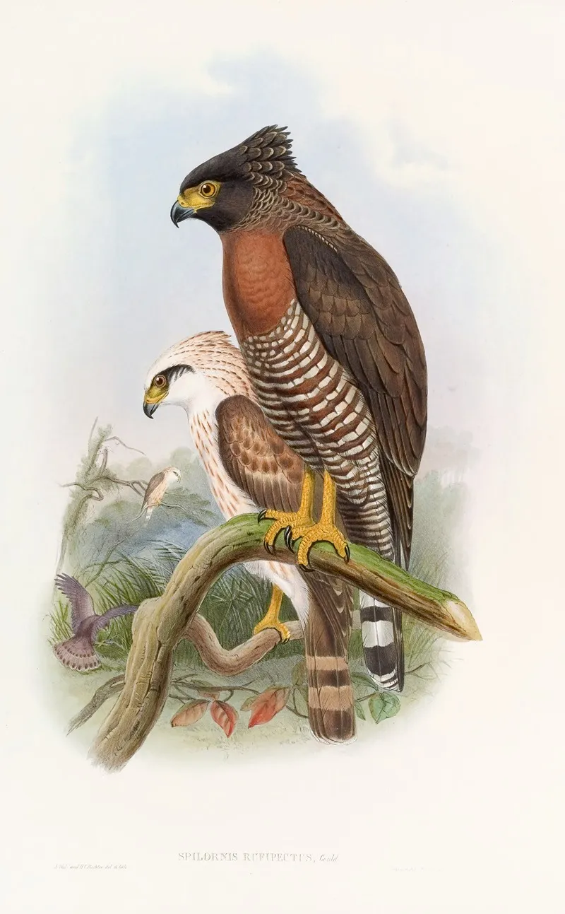 Rufous·breasted Spilornis Wall Art by John Gould - High-Resolution Digital Print