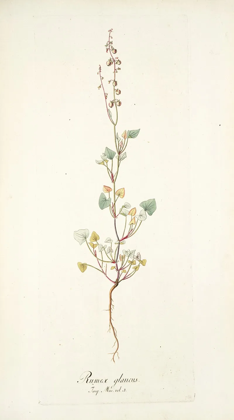Rumex Glaucus Wall Art by Nikolaus Joseph Freiherr von Jacquin - High-Resolution Digital Print