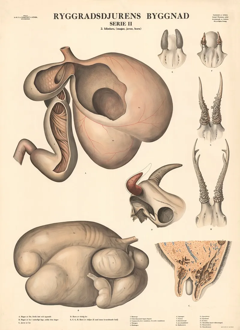 Ruminants Stomach Udder Horns Wall Art by Gustav Wennmann - High-Resolution Digital Print