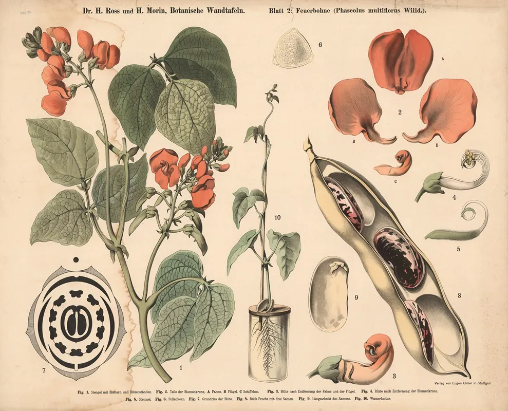 Runner Bean Phaseolus Multiflorus Wall Art by H. Morin - High-Resolution Digital Print