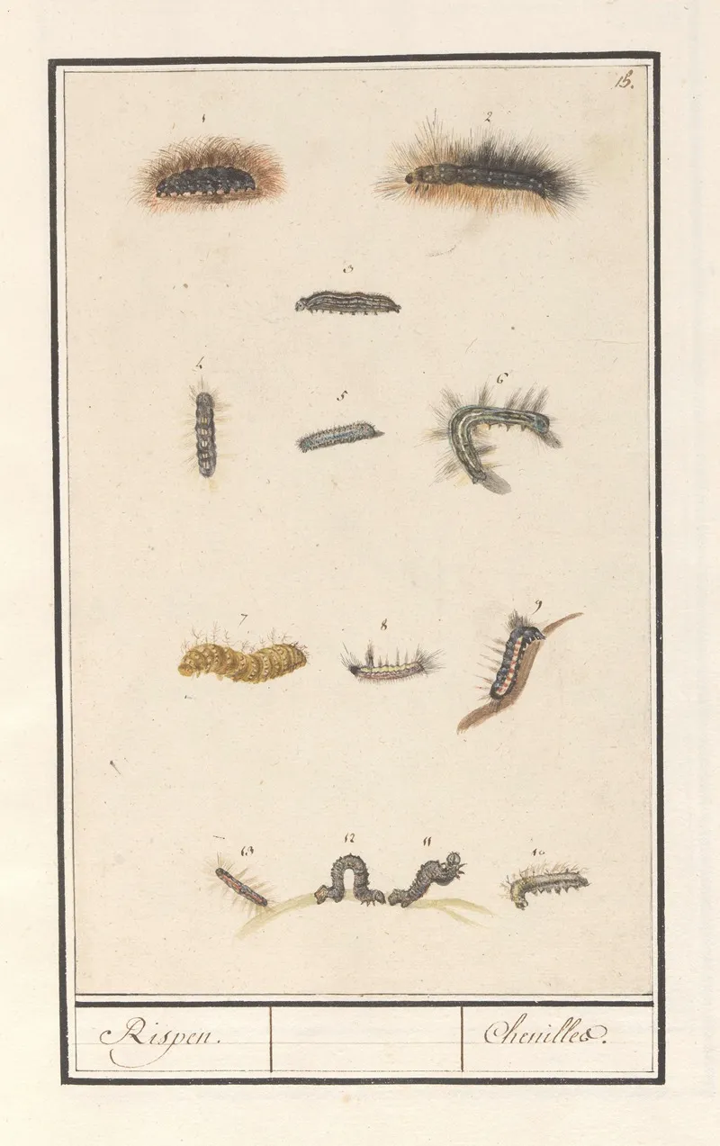 Rupsen Rispen Chenilles 2 Wall Art by Anselmus Boëtius de Boodt - High-Resolution Digital Print