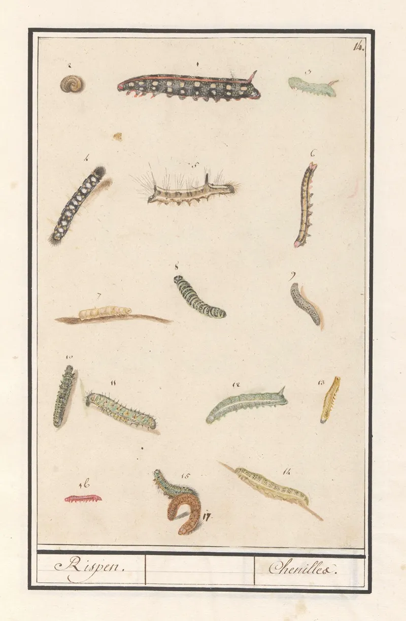 Rupsen Rispen Chenilles Wall Art by Anselmus Boëtius de Boodt - High-Resolution Digital Print