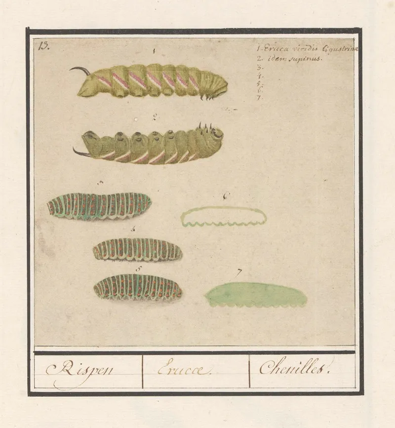 Rupsen Rispen Erucae Chenilles Wall Art by Anselmus Boëtius de Boodt - High-Resolution Digital Print