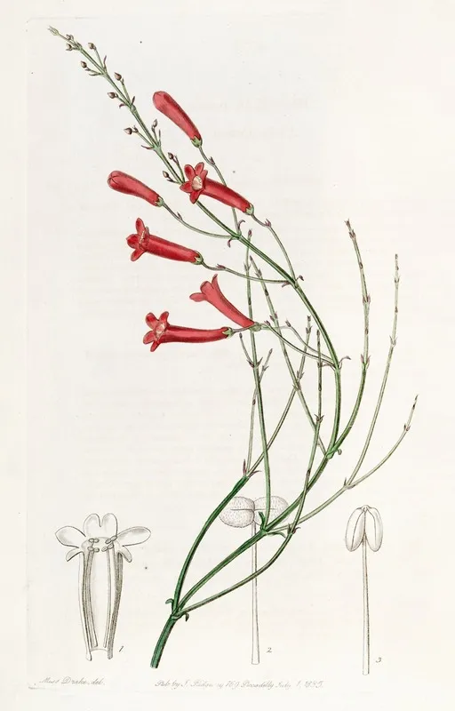 Rushy Russelia Wall Art by Sydenham Edwards - High-Resolution Digital Print