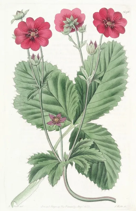 Russells Potentilla Wall Art by Sydenham Edwards - High-Resolution Digital Print