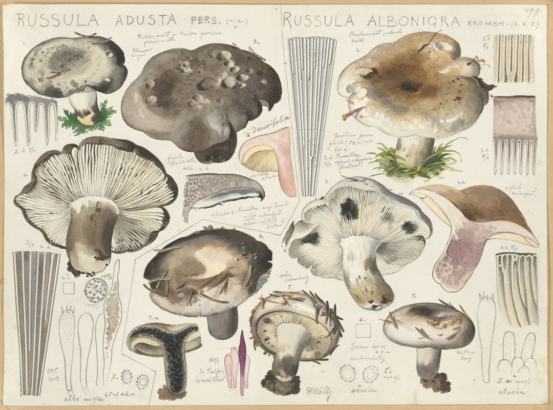 Russula Adusta Russula Albonigra Wall Art by Hans Walty - High-Resolution Digital Print
