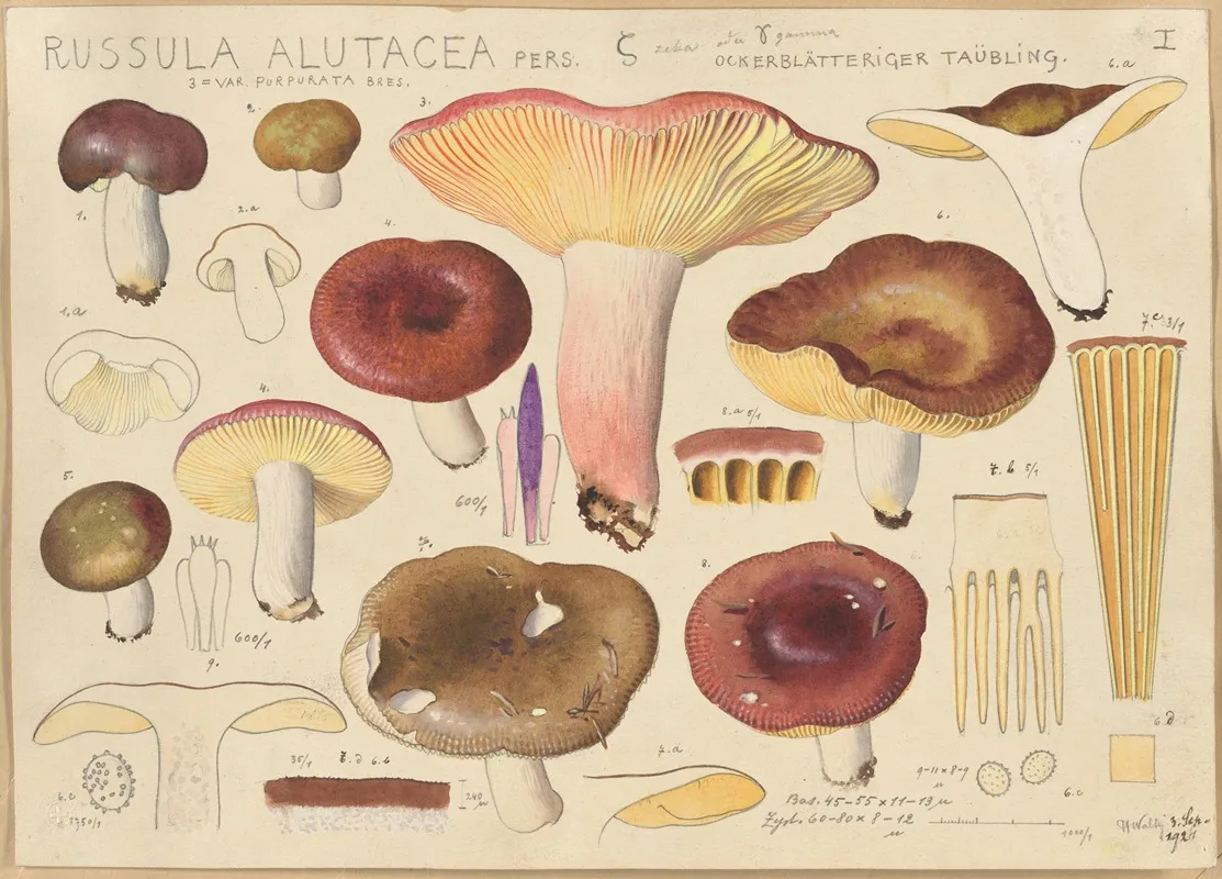 Russula Alutacea Pers 2 Wall Art by Hans Walty - High-Resolution Digital Print