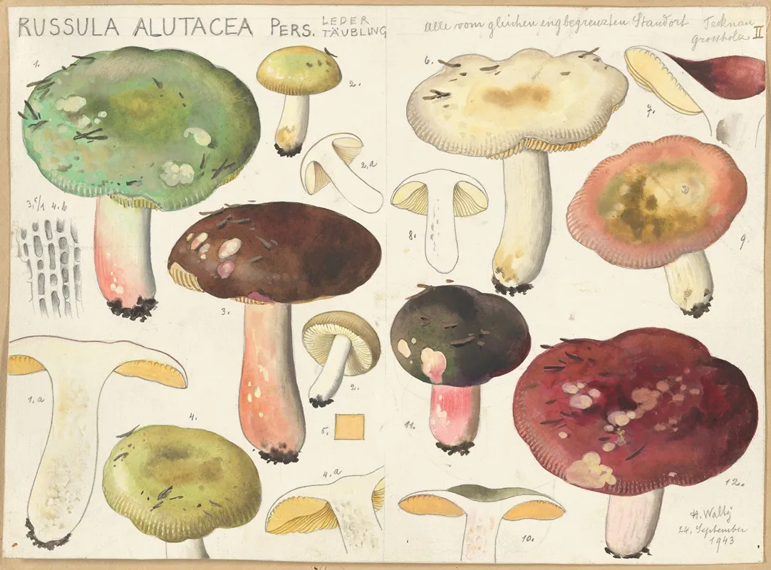 Russula Alutacea Pers Wall Art by Hans Walty - High-Resolution Digital Print
