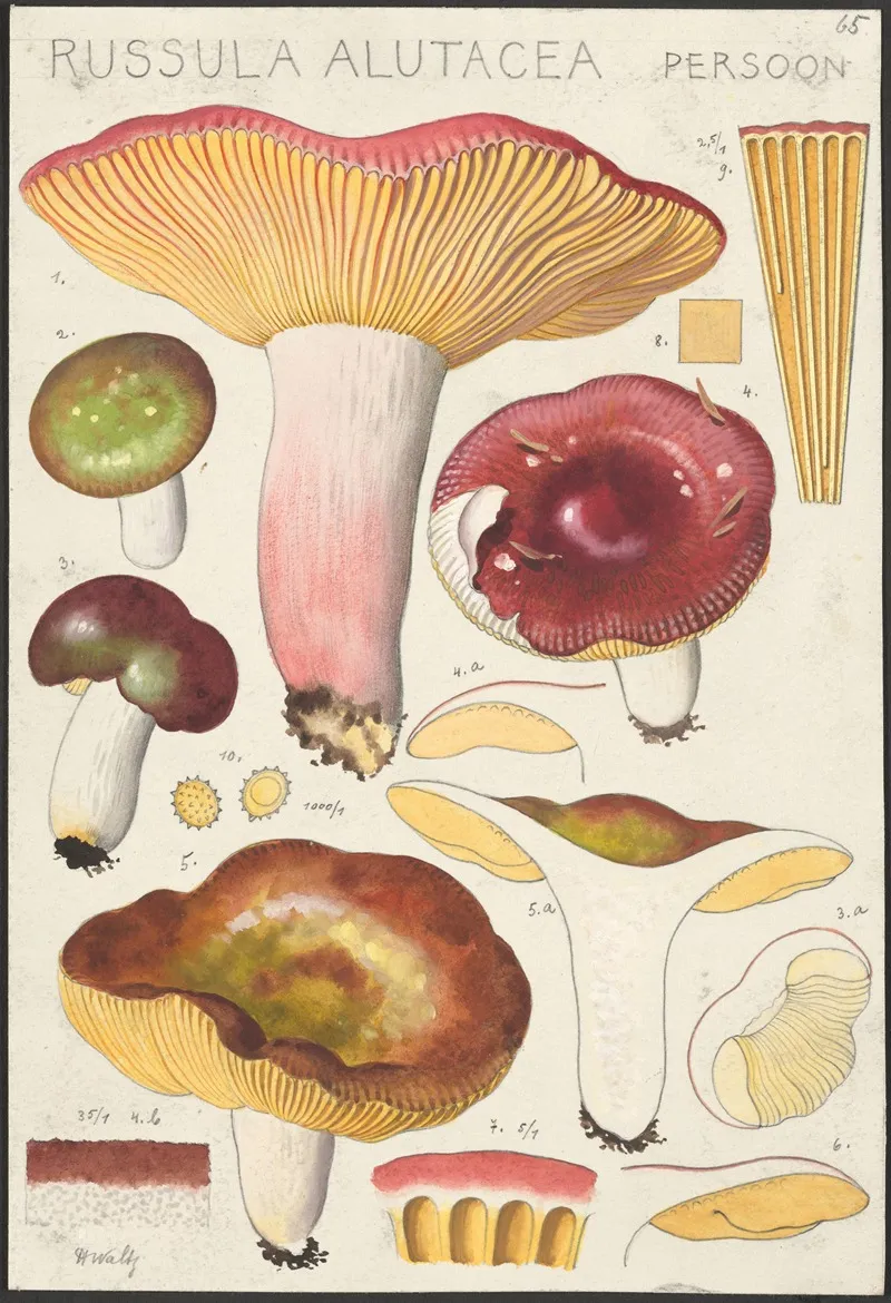 Russula Alutacea Persoon Wall Art by Hans Walty - High-Resolution Digital Print