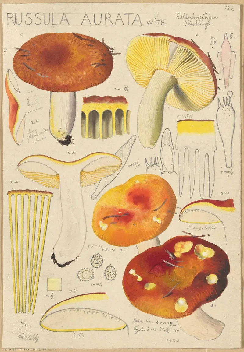 Russula Aurata Wall Art by Hans Walty - High-Resolution Digital Print