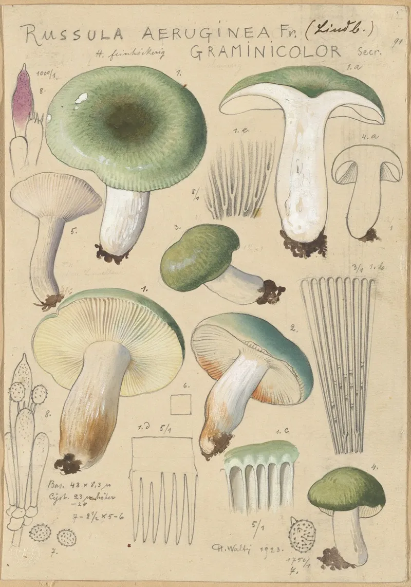 Russula Aureginea Wall Art by Hans Walty - High-Resolution Digital Print