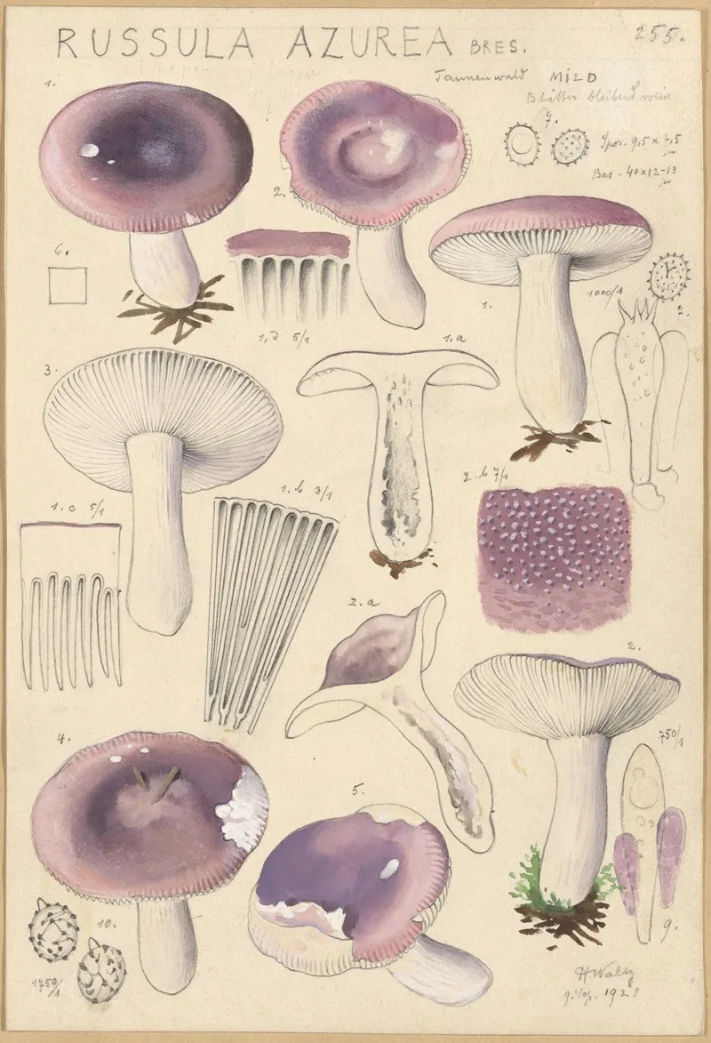 Russula Azurea Wall Art by Hans Walty - High-Resolution Digital Print