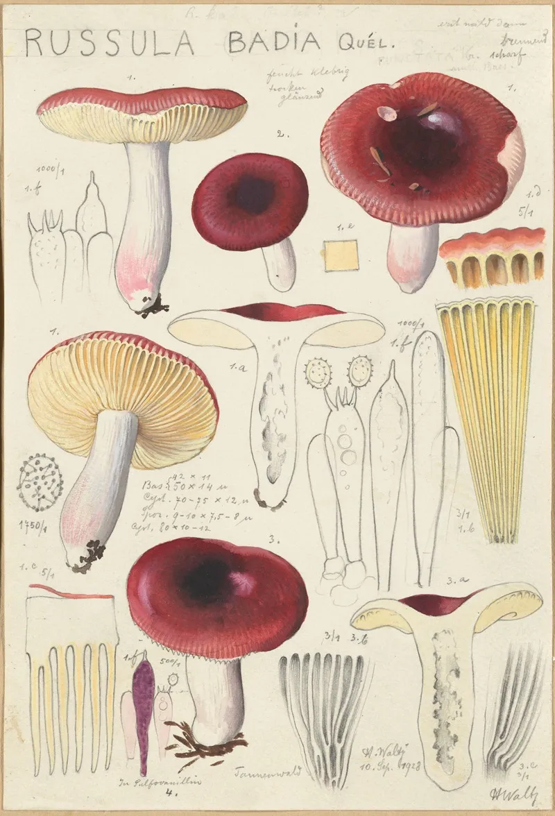 Russula Badia Wall Art by Hans Walty - High-Resolution Digital Print