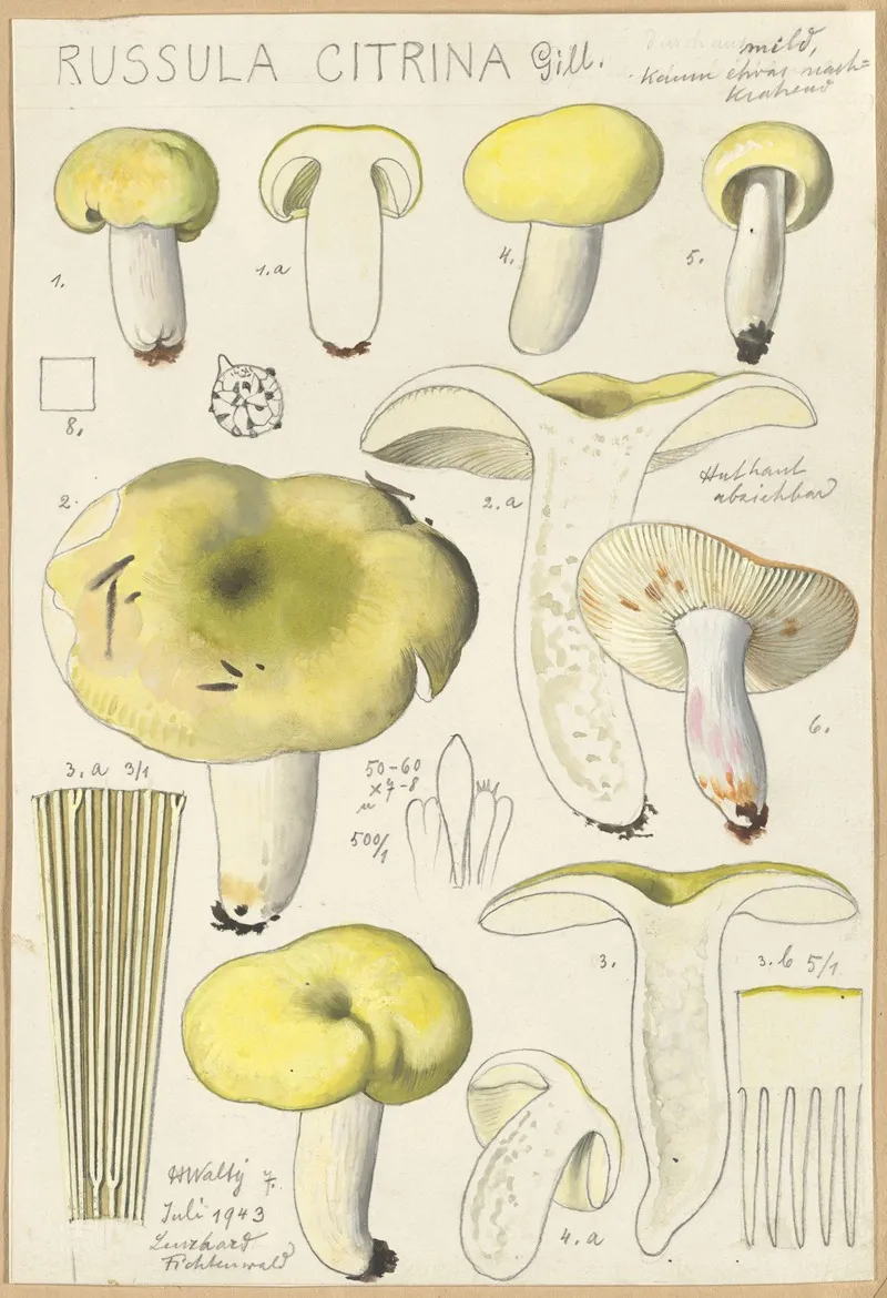 Russula Citrina Wall Art by Hans Walty - High-Resolution Digital Print