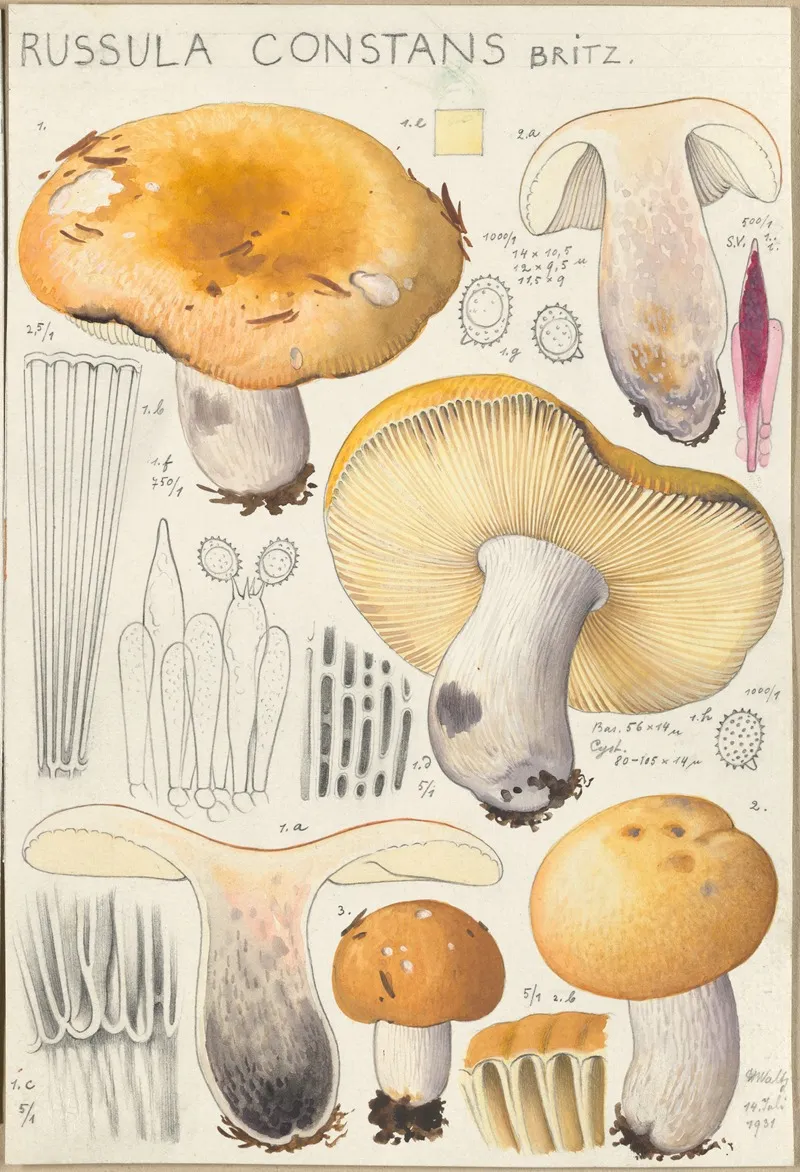 Russula Constans Wall Art by Hans Walty - High-Resolution Digital Print