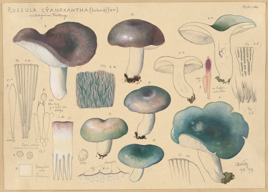 Russula Cyanoxantha Schaeffer 2 Wall Art by Hans Walty - High-Resolution Digital Print