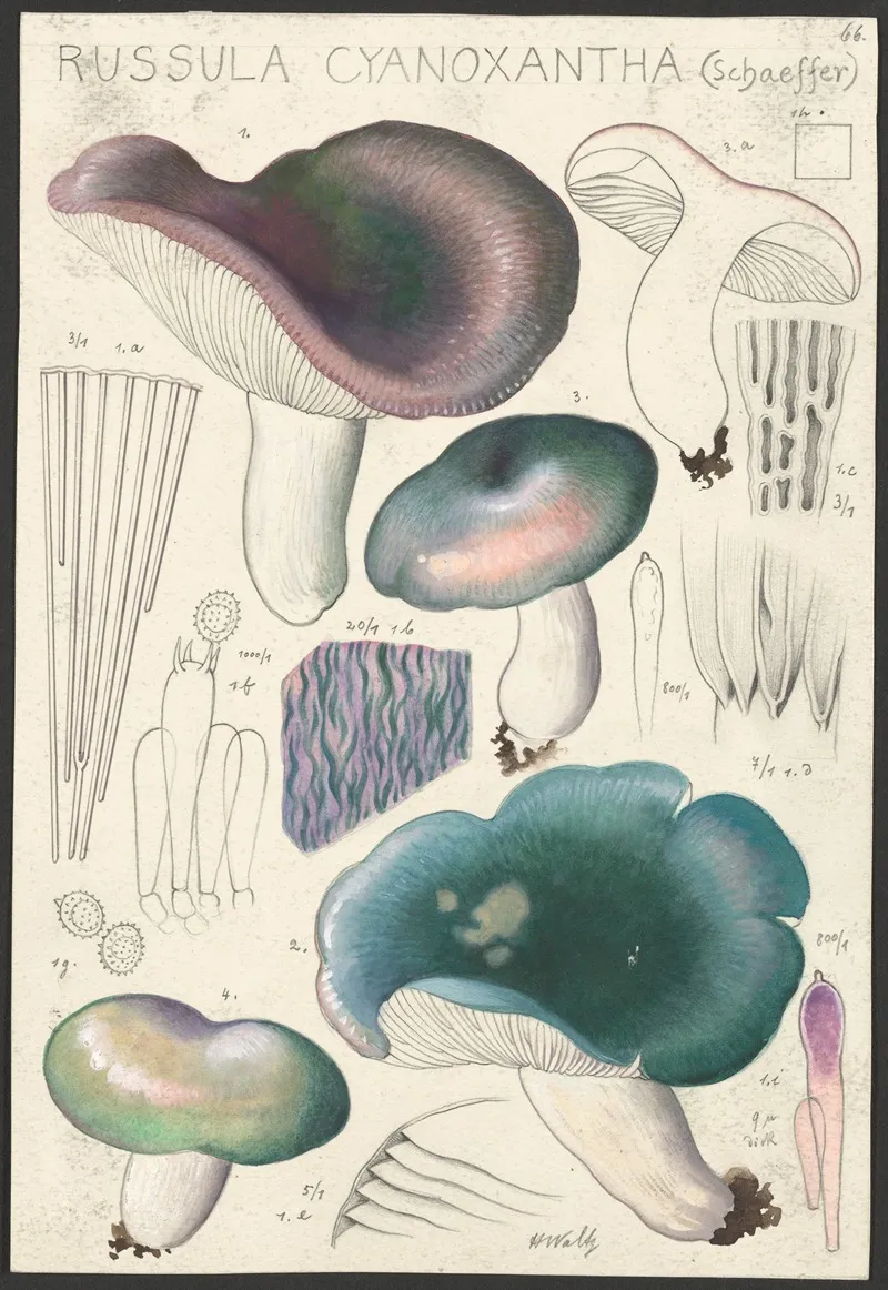 Russula Cyanoxantha Schaeffer Wall Art by Hans Walty - High-Resolution Digital Print
