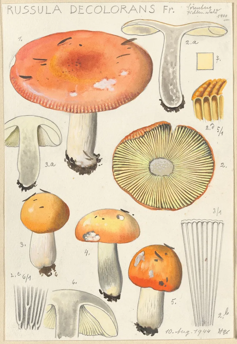 Russula Decolorans Wall Art by Hans Walty - High-Resolution Digital Print